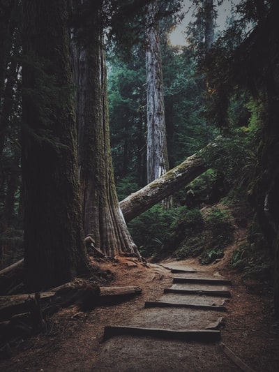 Trees in the path
